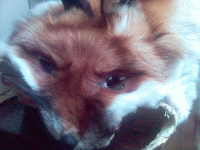 Fuchs!